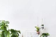 家庭綠植如何擺放更出彩？