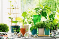 選擇家居植物有哪些講究？