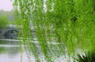 城市綠化樹木之垂柳的綠化應用
