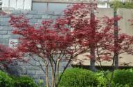最適合行道樹(shù)、風(fēng)景林的綠化植物：彩葉喬木