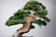盆景七大類，你都知道嗎？