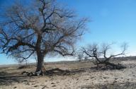 最美古樹(shù)名木：烏珠穆沁草原上的沙地榆