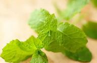 緩解頭痛，提神醒腦的植物：薄荷